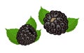 Two blackberries, illustration Royalty Free Stock Photo