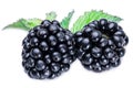 Two blackberries. Royalty Free Stock Photo
