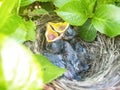 Two blackbird chicks in nest with heads up and beaks open pleading for food Royalty Free Stock Photo