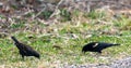 Two blackbird eating in grass Royalty Free Stock Photo