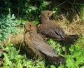 Blackbird chicks, fledglings, two Royalty Free Stock Photo