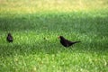 two blackbirds with an earthworm in its beak standing in the grass Royalty Free Stock Photo