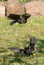 Two blackbirds Royalty Free Stock Photo