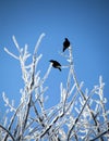Two Blackbirds perched on branches Royalty Free Stock Photo