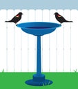 Blackbirds on Bird Bath