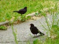 Two blackbirds standing next to the sidewalk Royalty Free Stock Photo