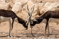 Two Blackbuck Antilope cervicapra bucking horns together close up