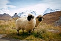 Two Blacknosed Swiss sheeps (Ovis aries), Swiss Alps Royalty Free Stock Photo