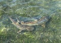 Two blacktip reef sharks Royalty Free Stock Photo