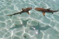 Two blacktip sharks in Moorea lagoon Royalty Free Stock Photo