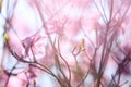 Two blear pink azalea with green leaves Royalty Free Stock Photo