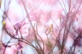 Two blear pink azalea with green leaves