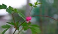 Two Bleeding heart or Asian bleeding-heart Lamprocapnos spectab Royalty Free Stock Photo