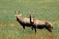 Two Blesbok antelopes Royalty Free Stock Photo