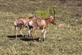 Two Blesbok Walking on Dry Winter Grassland Landscape Royalty Free Stock Photo