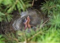 Two blind and hungry chicks in the nest Royalty Free Stock Photo