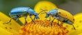 Two Blue Bugs on Yellow Flower Royalty Free Stock Photo