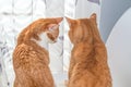 Two blond and white tabby cats Royalty Free Stock Photo