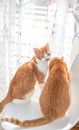 Two blond and white tabby cats Royalty Free Stock Photo