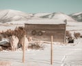 Two Blonde Cows In Winter Field Royalty Free Stock Photo