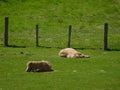 two blonde horses chilling and sleeping laying on the green grass with a fence in the background . typical scottish animals .