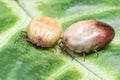 Two blood-filled mites crawl along the green leaf Royalty Free Stock Photo