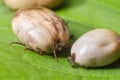 Two blood-filled mites crawl along the green leaf Royalty Free Stock Photo