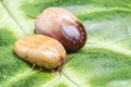 Two blood-filled mites crawl along the green leaf Royalty Free Stock Photo