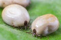 Two blood-filled mites crawl along the green leaf Royalty Free Stock Photo