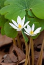 Two Bloodroot Flowers Bloom in Leaf Litter