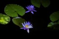 Two blooming blue purple water lily in the pool Royalty Free Stock Photo