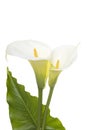 Two blooming calla lilly flowers with green leaf isolated on a white background with copy space Royalty Free Stock Photo