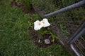 Two blooming calla lilly flowers with green leaf. two white Calla flowers at the fence. Banos Royalty Free Stock Photo