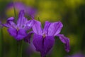 Two lilac iris flowers in the garden Royalty Free Stock Photo