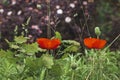 Two blooming decorative poppies in the garden.