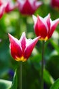 Two blooming deep red tulip flowers in the garden Royalty Free Stock Photo