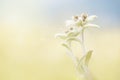 Two blooming edelweiss flowers in a field