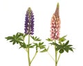 Two blooming lupine flowers pink and purple on a white background