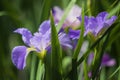 Two beautiful blue iris flowers in closeup Royalty Free Stock Photo