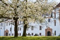 Two blooming mangnolia trees in front of the residence castle in Celle, Germany