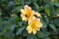 Two blooming orTwo blooming orange dahlias on a green background. A bumblebee on a flower head.ge dahlias on a green