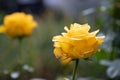 Two blooming pink rose buds in the garden. A bud in the background in defocus. Idea for design postcards. Summer, spring. Place Royalty Free Stock Photo