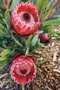 Two blooming protea flowers