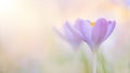 Blooming purple crocus flowers in a soft focus panoramic image Royalty Free Stock Photo