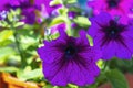 Two blooming purple Petunia petun in summer garden close up. , Violet flowers with for the cover, banner, postcard