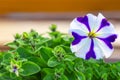 Two blooming purple Petunia petun in summer garden close up. , Violet flowers with for the cover, banner, postcard