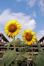 Two blooming sunflower in sunflowers-field and background of cloudy blue sky. Royalty Free Stock Photo