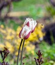 Two blooming tulips with dew drops and a flying bee Royalty Free Stock Photo