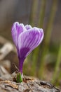 Two blossom purple crocus flower macro photography in a springtime Royalty Free Stock Photo