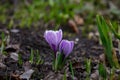 Two blossom purple crocus flower macro photography in a springtime Royalty Free Stock Photo